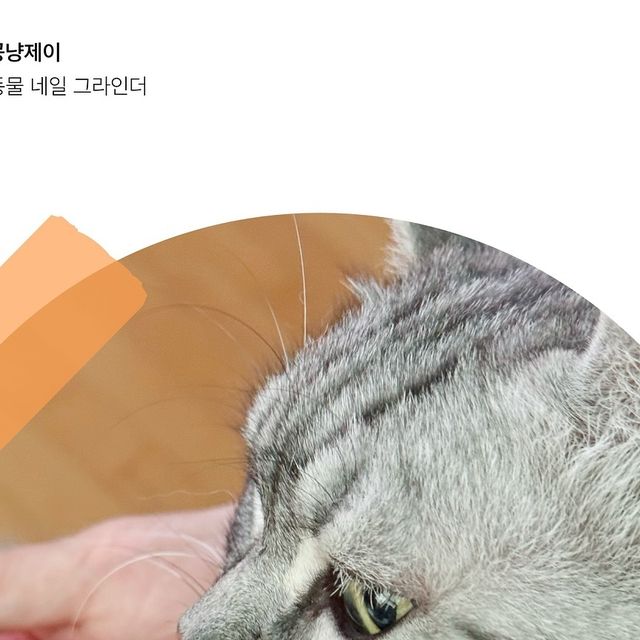 로 라 랜 드 🍒 on Instagram: "#광고 #꽁냥꽁냥제이 반려동물 발톱 그라인더🐾 냥집사로서 가장 난이도 높은 과제 중 하나가 발톱 깎아줄 때인거 집사님들 공감하시죠🥹 저는 16년차 집사 생