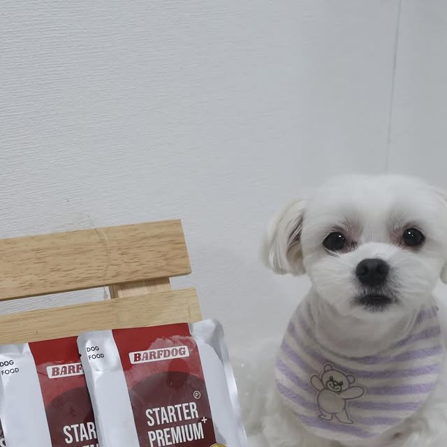짱아🐻‍❄️ on Instagram: "#협찬
 
🏷️바프독
@barfdog_official 

생식 좋아하는 친구들 많이있지?
짱아도 생식을 참 좋아하는데😁
바프독 생식은 맞춤이 가능하더라공~!

맞춤생식 하프플랜 1주를 받아서 먹어봤어
 
✔️100% 휴먼그레이드
✔️무항생제 고기
✔️유기농 과일, 치소
✔️글루텐 무첨가
✔️곡물류 무첨가
✔️합성 첨가물 무첨가 

짱아 몸무게, 성별,중성화 여부,다이어트 필요 를 선택하고 
맞춤으로 받아서 78.3g 을 먹어봤어 😁

알러지 없음 선택해서 칠면조,닭가슴살이 들어간 생식이야
음수량이 부족해서 물을 첨가해서 먹어봤는데 역시 댕꿀맛 

생식이 처음인 친구들에게 추천해!
맞춤이 가능해💙

#광고#강아지생식#맞춤생식#강아지자연식#바프독#반려견생식#반려견자연식"