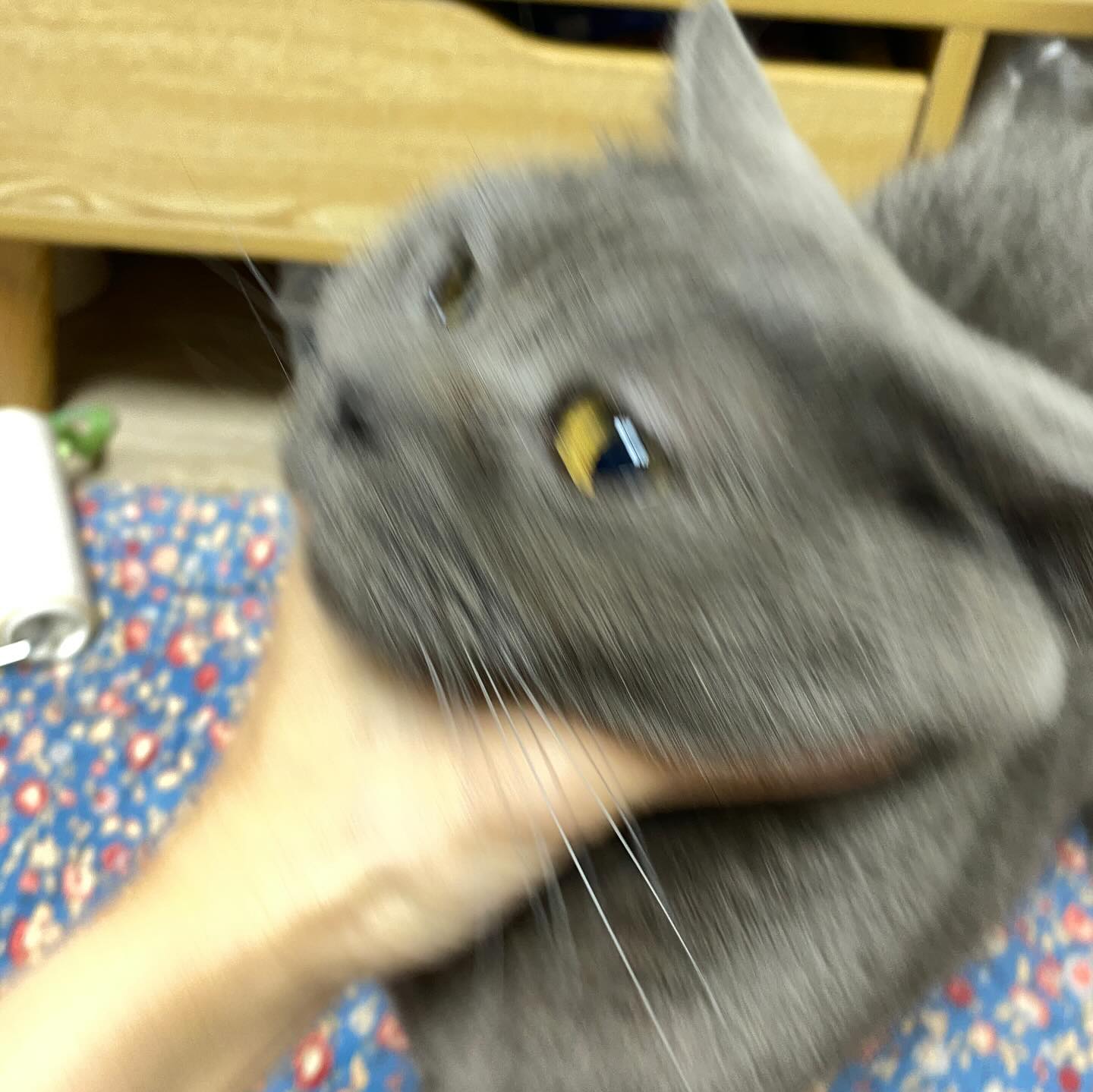 🐈‍⬛
이틀 못 만난 내 고양이
밥그릇 설거지해놨네
간식 발로 차서 다 떨어뜨리고