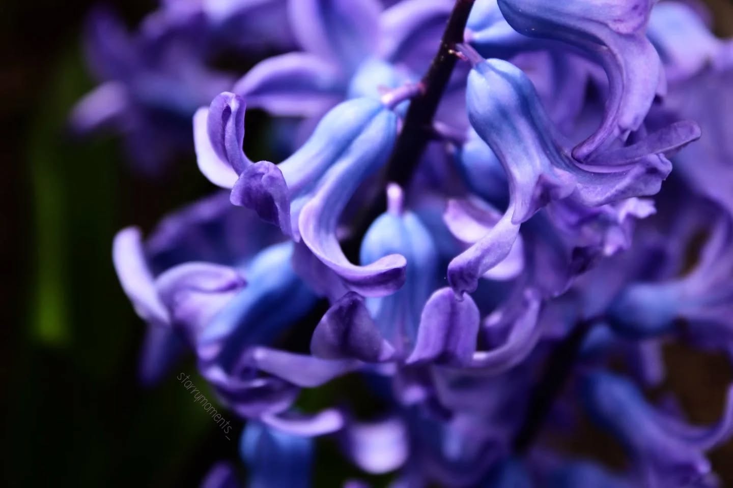 💜🩷

Ignore:...
#photographer #photography #photo #hobby #hobbyphotograph #fotografie #hobbyfotograf #love #liebe #myphoto #myphotography #beautiful #beautifulnature #lovely #flower #flowerphotography
#flowerpower #flowers #flowerlovers #lilac #lilacflowers