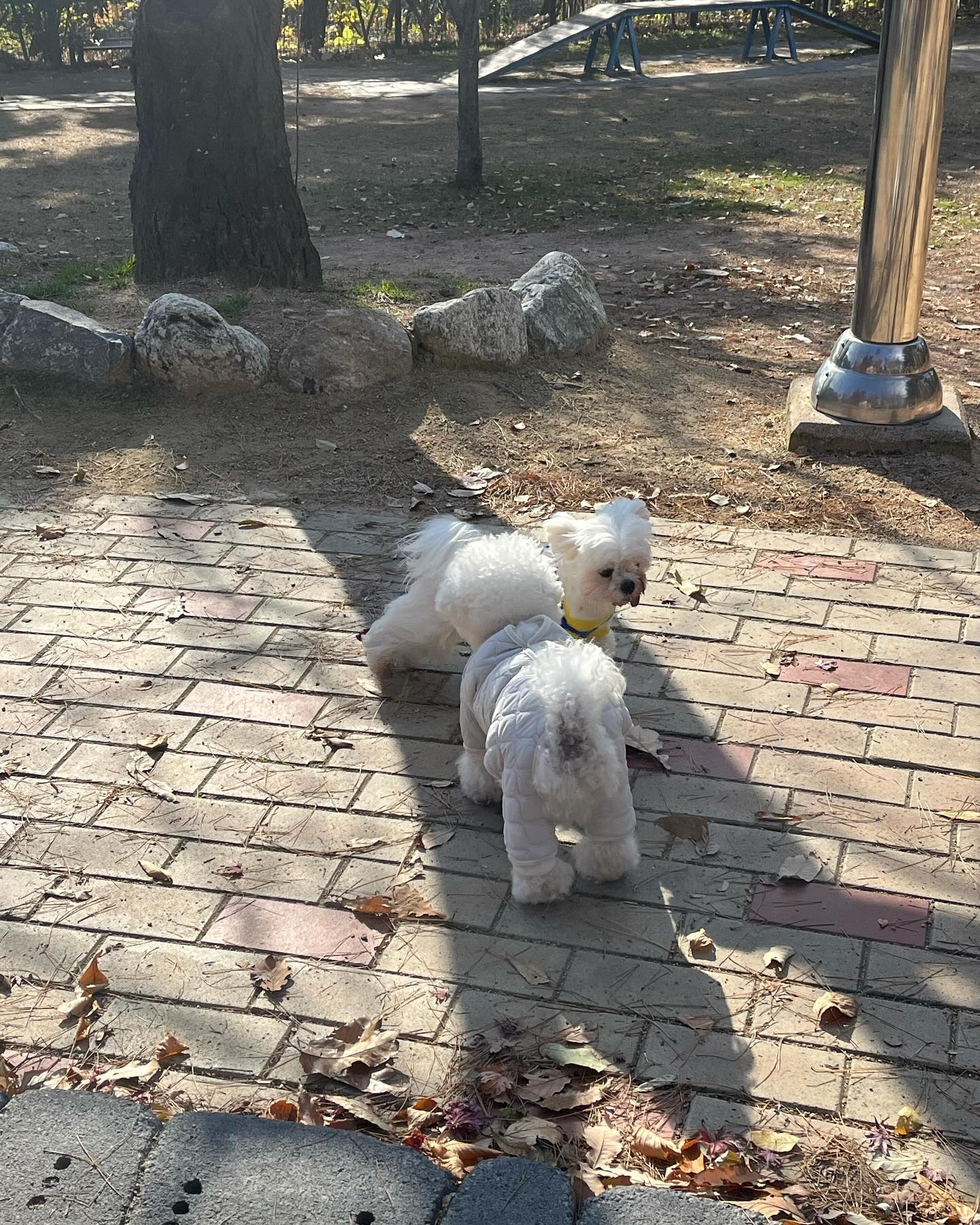 누나랑 자주 놀러가자🐶🤍