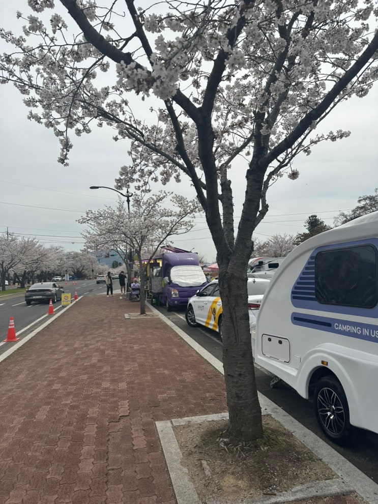 2024 경주 이 시기에 꼭 벚꽃 보러 가야하는 이유!! 실시간 벚꽃개화시기 3/29