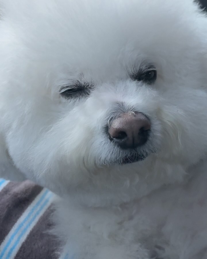 -
누나의 행복♥️
신나게 뛰어놀고 나 푸짐이 피건훼~~
.
.
#푸푸일상