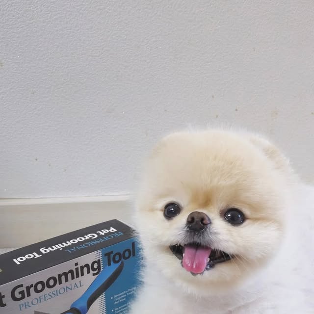 𝐉𝐄𝐍𝐍𝐘•𝐒𝐎𝐋 on Instagram: "#광고

지금까지 이런 빗은 없었다 :)
요즘따라 엄청나게 엉키는 털때문에 스트레스 장난아니였는데
완전 해결 

집에있는 빗을 사용하면 아파해서 자주 못빗어주는데 
여태껏 사용한 빗중에는 완전 마음에 드는 빗이였음 ❤️

몇번 쓱쓱 빗어주면 엉킴이 바로 해결되니 
빠르게 빗질해주면 끄-읏

#꽁냥꽁냥제이#강아지빗#고양이빗#강아지브러시#고양이브러시"