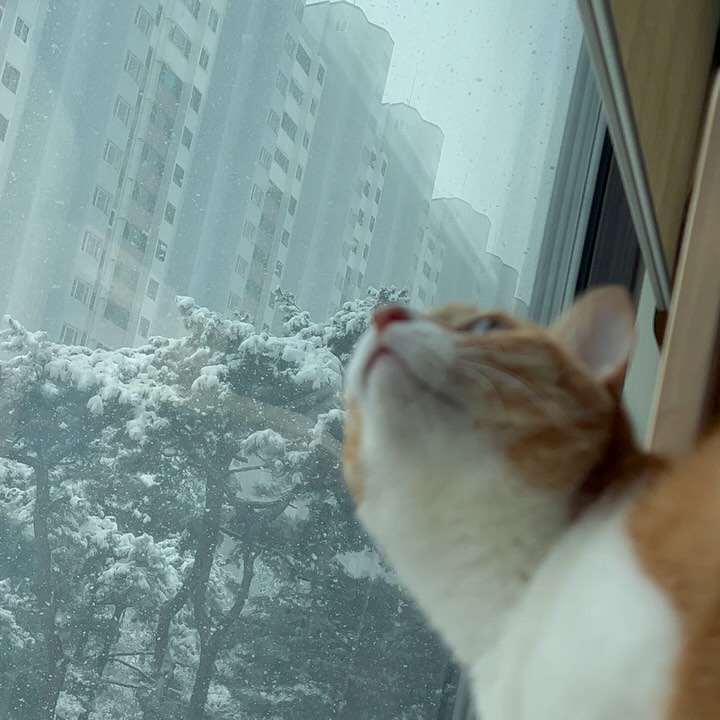 오랜만에 보는 함박눈에 신기한 여우핑 ⛄️☃️🌨️🦊