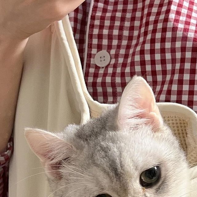 𝐽𝑎𝑛𝑒 on Instagram: "#광고 평소 사람을 좋아하고 안겨있는 걸 좋아하는 우리 둘째 개냥이 우주를 위한 고양이 포대기에요.🐱 외출 냥이가 아니라서 집에서만 사용하고 있지만, 두꺼운