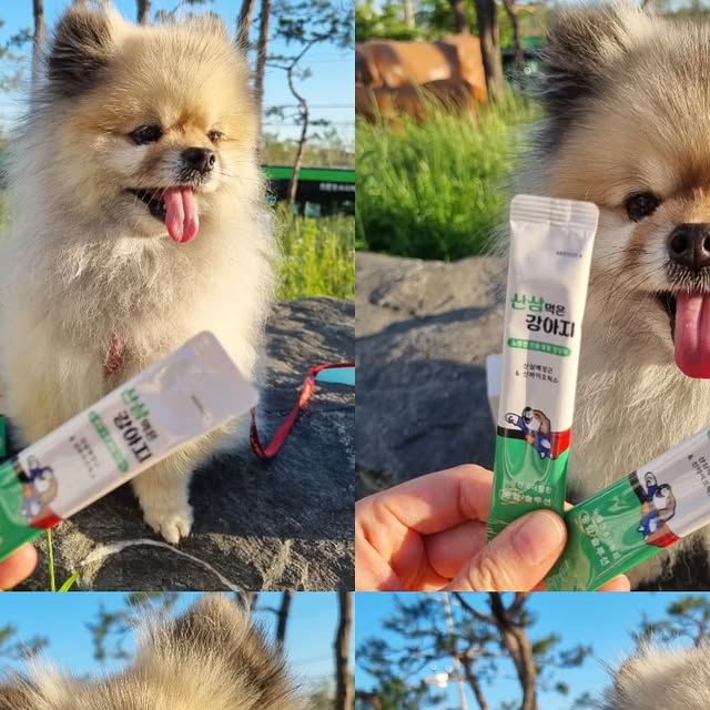 🅩🅩🅤🅤💟🅩🅩🅤🅤 on Instagram: "#광고 동안이라 구러치 이제막 9살 생일도 지났거든요🐶

그.래.서 이제는 챙겨 먹이지 않을 수 없는 댕댕이영양제
기왕이면 우주최강 좋은걸로 챙겨줄게요❤️

세계최초 #강아지영양제 성분에 산삼배양근을 넣어버리고
장내 유익균 살려주는 신바이오틱스 까지 들어가서
장건강 , 눈건강 , 심장건강 , 관절건강 , 신장건강 까지
싹 다 챙겨버리눈 #강아지종합영양제 입니닷 🫰🏻💜

산삼먹은 강아지 기호성도 최고네요 사료랑 말아주니
한그릇 뚝딱 하시고 우리 쮸쮸 너무 씐나!!!😘
먹고 나서 황금응가 싼건 안비밀 😝

#강아지유산균#강아지오메가3#강아지비타민#강아지심장영양제#강아지관절영양제#강아지슬개골영양제#강아지기침#강아지눈물#강아지눈영양제#강아지피부영양제#노령견영양제#노견영양제#강아지면역력#강아지항산화#강아지프리바이오틱스#강아지장영양제#산삼먹은강아지 #댕팔 #멍팔"