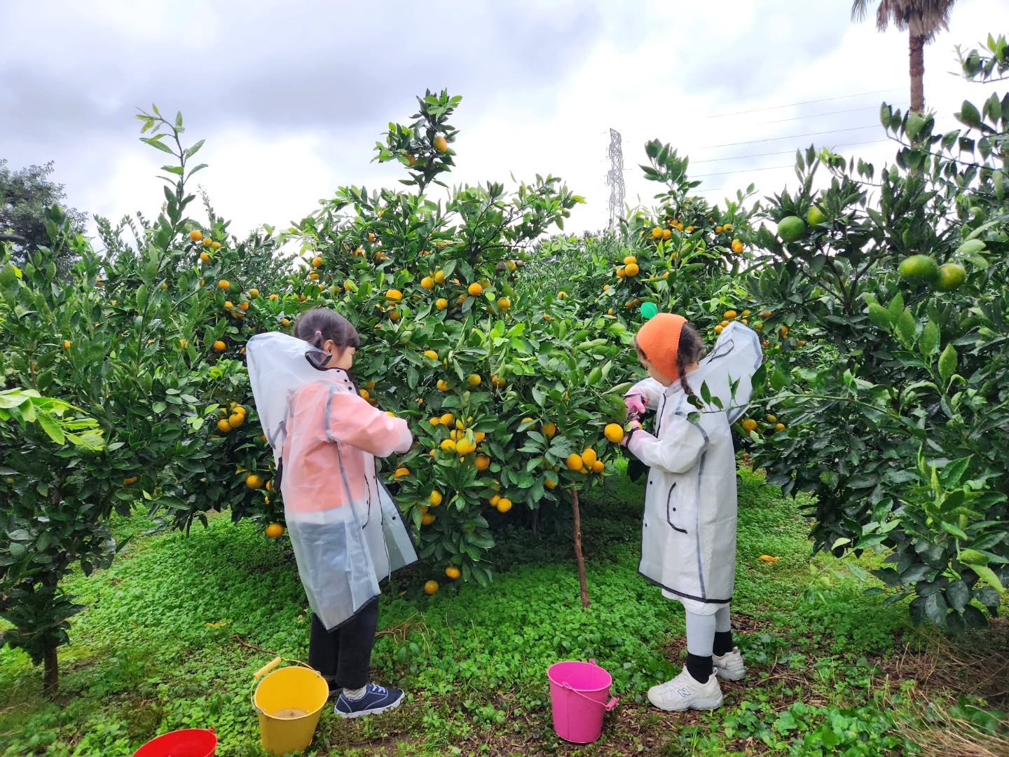귤따는거 좋아해서 두번 하기 🍊

#제주도여행