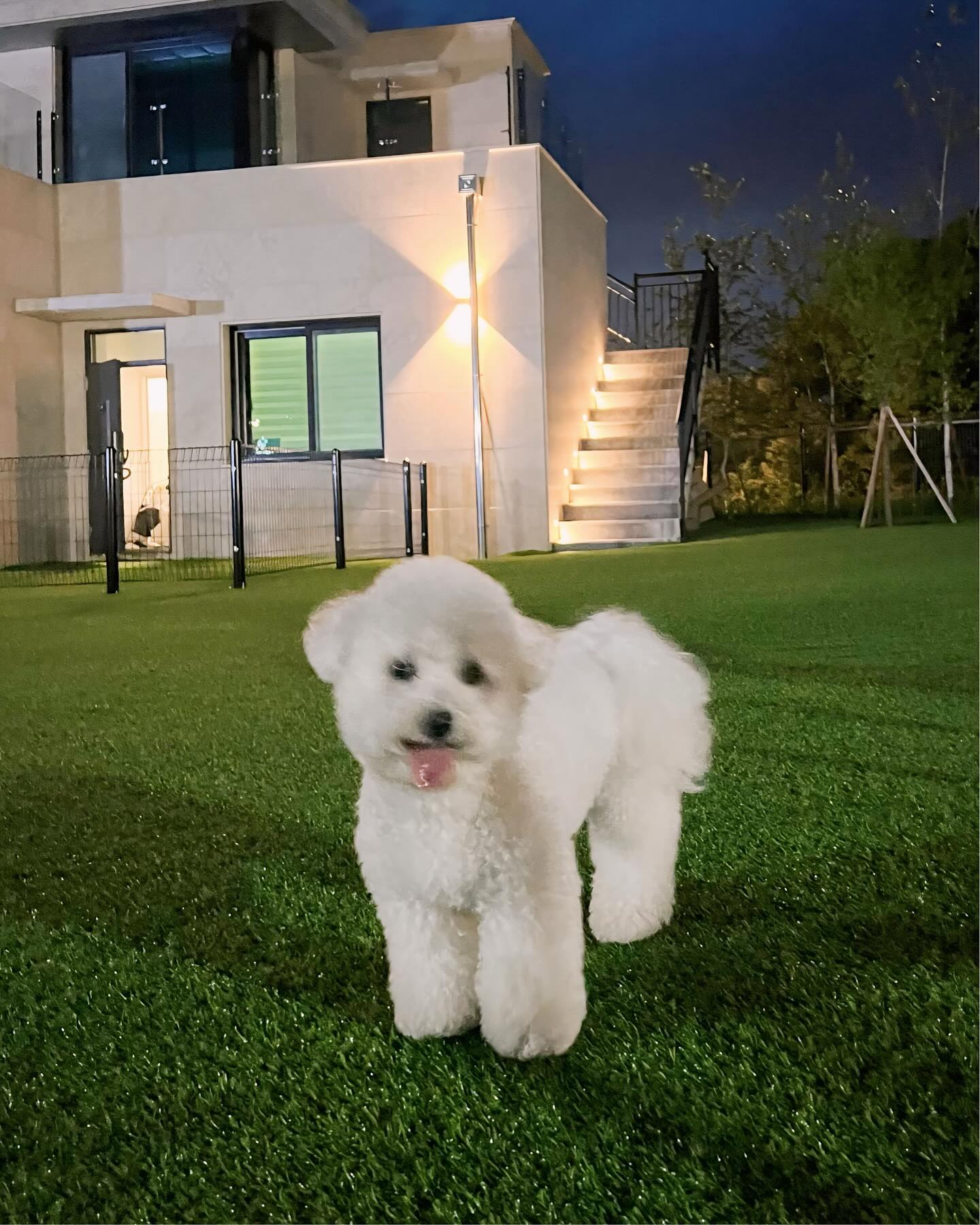 🤍💚💙🩵 momo_dog_poolvilla