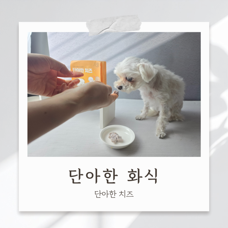 강아지 초신선 치즈 노령견도 잘먹는 펫치즈 급여해봤어요