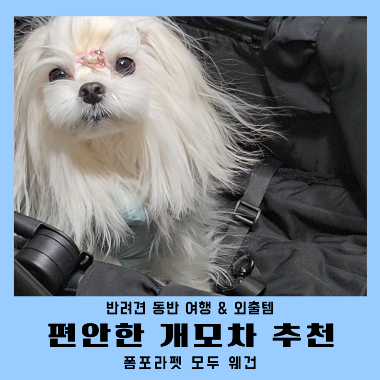 반려견 동반 여행 편안한 소형견 개모차 추천 폼포라펫 웨건
