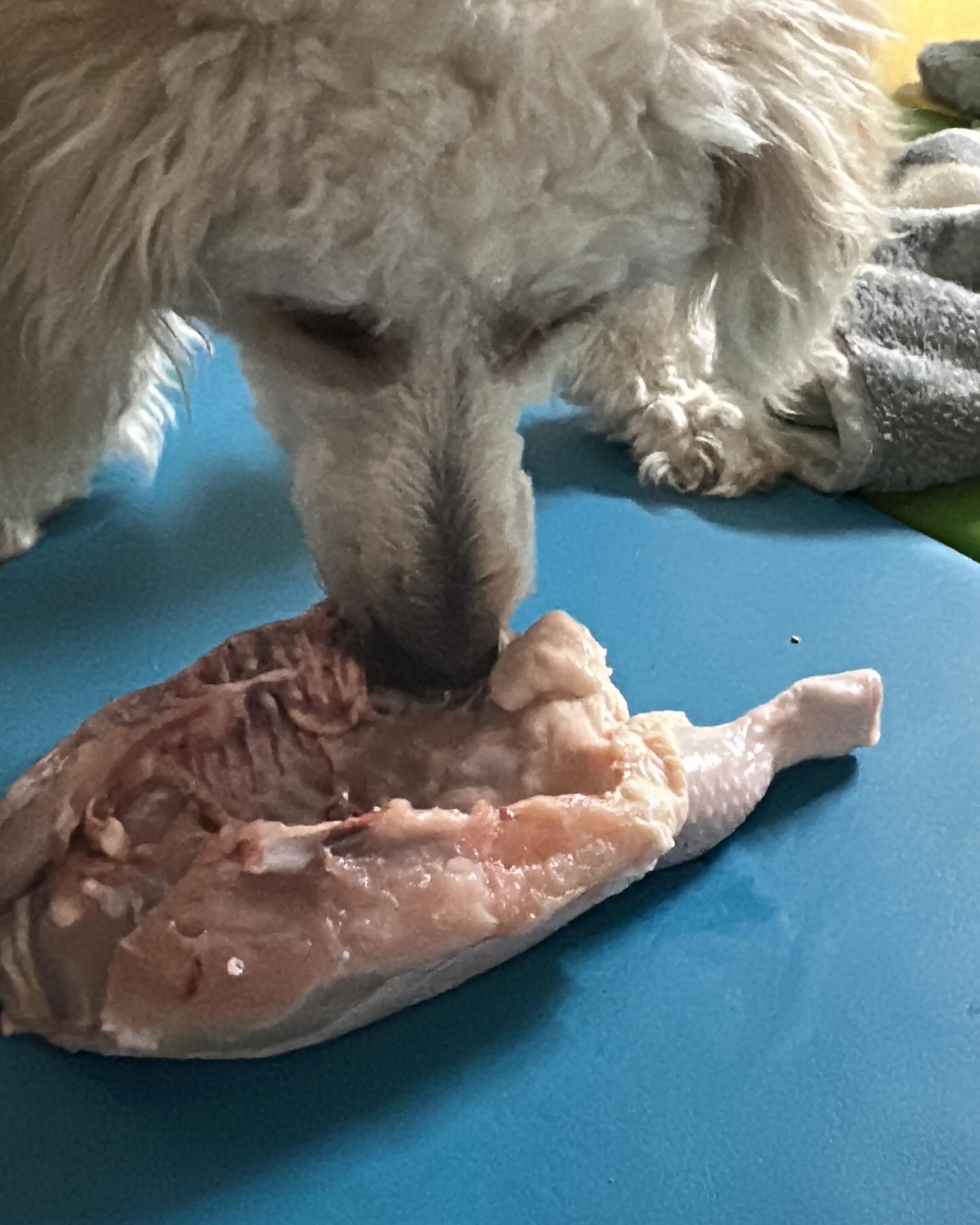 친구들아 쿠키 첨으루 생식먹어써!
생닭이 아주 맛있드라구! 첨엔 어떻게 먹는건지 몰라서 엄마가 도와줬는데 이젠 혼자잘먹어!! 근데 부작용이 먼지알오? 밥이 먹기싫어!!!! 생닭만 주라 옴마!!!!

#생식하는강아지 #생닭 #생닭먹는중 #멍팔맞팔 #멍스타그램 #댕스타그램 #댕먹방 #대형견 #스탠다드푸들 #맛도리 #댕팔맞팔 #멍팔해요 #멍팔환영