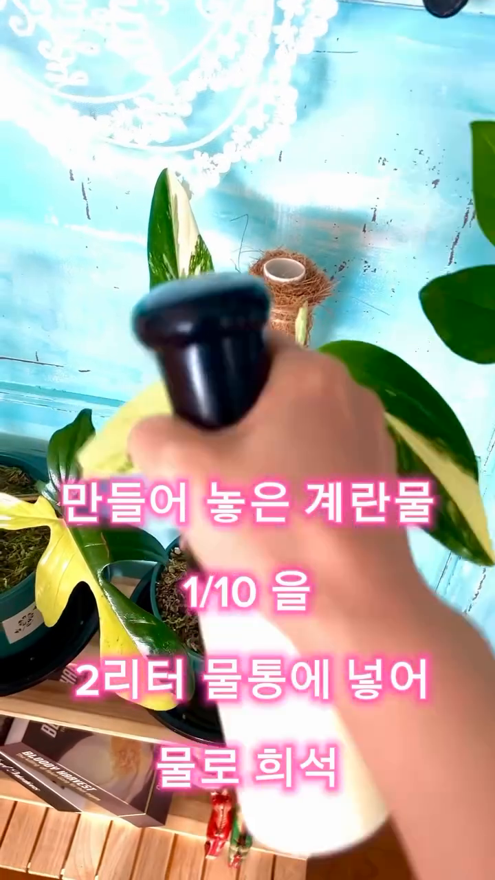 🩷오늘 날이 완전히 봄날 같았어요. 
따뜻한 날씨에 식물 친구들도 파릇파릇~ 
오랜만에 밝게 웃는 느낌이네요.. 

이럴때 생겨나는 식물벌레들…🪰
식물 괴롭히는 벌레들.. 내버려 둘 수는 없죠!! 

🌱간단하게 만드는 벌레퇴치 , 영양보충제 
함께 만들어 볼까요???

<계란 1개로 식물 벌레퇴치,영양 보충 한방에 해결!하는 방법!!>

1. 믹서기에 노른자만 사용 1개+물 80ml
  믹서기 3분간 돌려주세요

2. 1번계란물에 해바라기유60ml 넣어서 
  믹서기 5분간 돌려주세요

3. 만들어진 계란물은 보관통에 넣어서 냉장보관 

4. 사용하실때 만들어 놓은 계란해바라기유 1/10 을
  2리터 물통에 넣어주고 나머지는 물로 희석~채워서 쉐키쉐키

5. 희석된 물을 스프레이에 넣어 식물에 뿌려주면
  벌레 아웃! 영양 보충 오예스~ 

파릇파릇 건강하게 잘 자라는 나의 반려 식물들~🌱

❣️막 자라나는 어린잎에는 뿌리지 말아주세요~^^

#식물집사 #집꾸미기 #식물스타그램 #식물키우기 
#식물 #식물일기 #식물테리어 #식물덕후 
#식물생활 #식물그램 #식물사랑 #화초키우기 
#화초스타그램 #벌레퇴치 #벌레퇴치제 
#영양 #식물영양제 #텐길리안홈