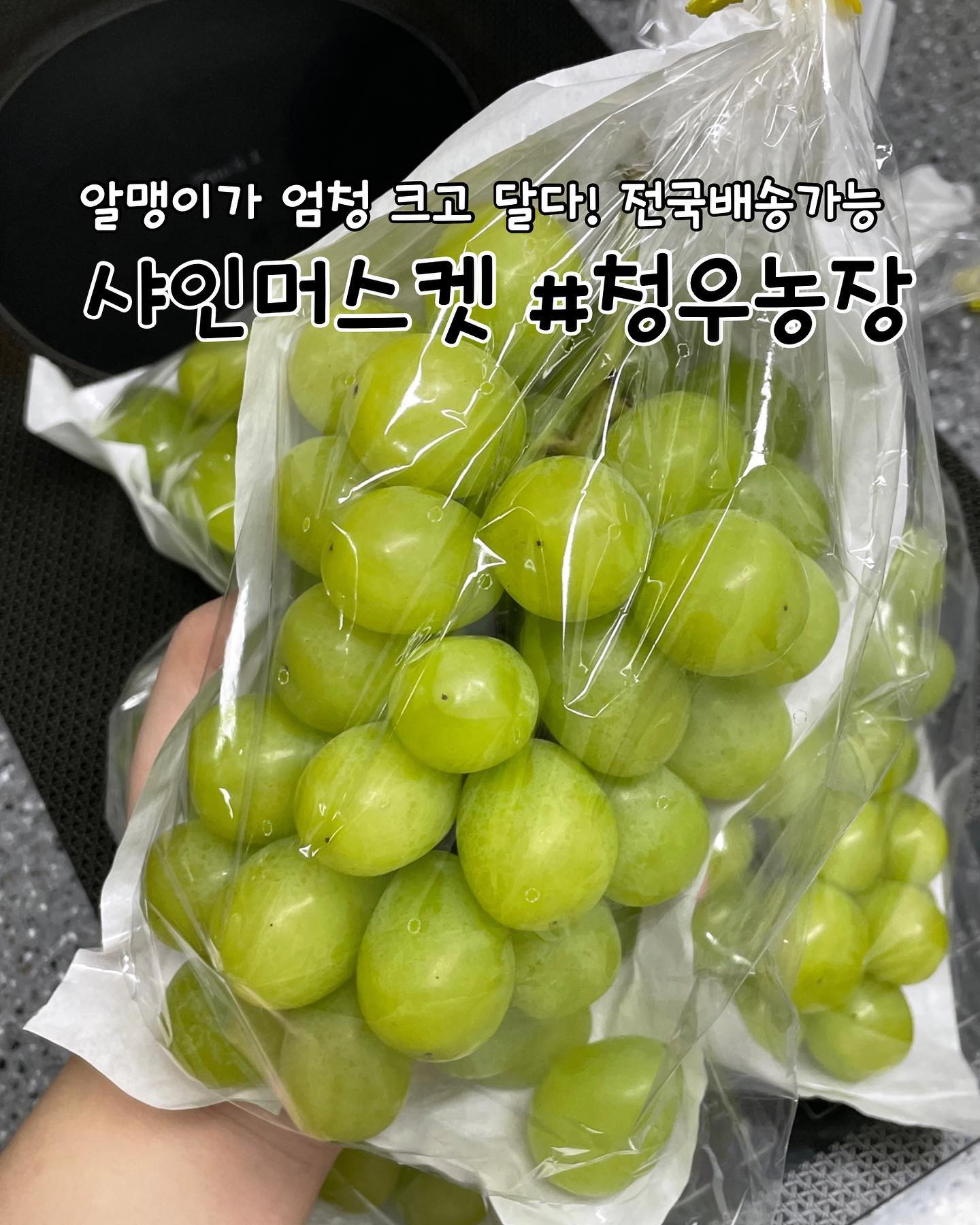 샤인머스켓 | #청우농장 

🏷️가격
2kg (1박스) ➡️ 25,000원 (약 3~4송이정도)
4kg (1박스) ➡️ 45,000원 (약 6~9송이정도)
*주문순이 아닌 입금순으로 발송됩니다.
*생물이다보니 파손되는 경우가 있습니다.

✔️청우농장 샤인머스켓 리뷰
✅청우농장은 지리산 산골짜기 해발 600m에서 맑은 공기와 토양 몰약성분의 약재와 키토산을 사용하여 달고 맛있는 샤인머스켓을 재배한다고 합니다.

✅당이 잘 올라오는지 비파괴 검사를 하고 당이 차지않으면 절대 재배하지 않습니다. 당도를 정하는 단위인 브릭스는 18 이상이 나오고 있다고 해요. 직접 주문해보니 재배한지 얼마 안된 샤인머스켓이라 그런지 너무 신선하고 달콤새콤 너무 맛있어요!

✅샤인머스켓이 에어포장되어 있었고 취급주의 표시까지 박스에 붙어있어서 안심되었습니다. 한송이 한송이 직접 검수하여 포장해주신다고 하니 상태 역시 최상입니다👍

✅마지막 사진에 주문양식과 방법이 있으니 참고하시고 아래는 ‘청우농장’ 인스타그램 아이디입니다!
cheongwoo_grape
.
.
.
.
.
#샤인머스켓 #샤인머스켓판매 #샤인머스켓농장 #과일맛집 #포도농장 #샤인머스켓택배
