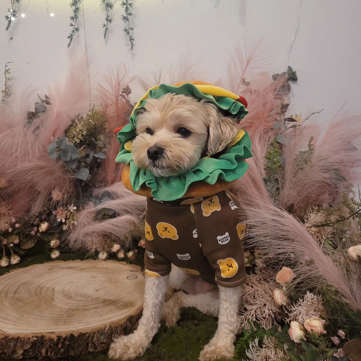 버거 소년 juno.maltipoo