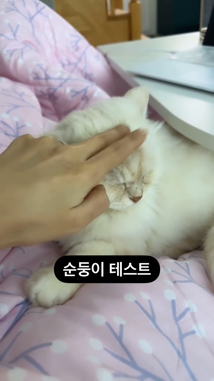 이정도면 완전 순둥이?