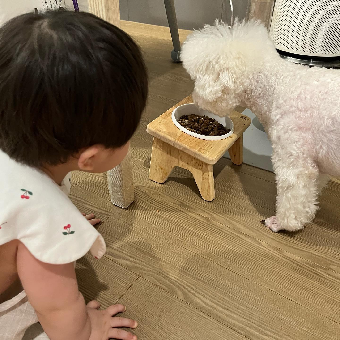 밥안먹는 강아지인데 동생한테 뺏길가봐 먹는중 ㅋㅋ