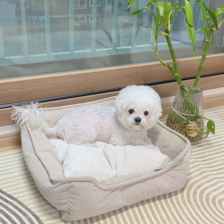 #협찬 
다롱이가 띵동 택배오자마자
엄청 반기며 좋아하더라구요🤍
.
.
뭐가 맘에드는지 조립하는 중간에도
자꾸 들어가겠다고🤭
안 들어갈까봐 걱정했는데
첫날부터 지금까지 애착인형처럼
이거 없으면 못자더라구요ㅋㅋㅋ
쿠션과 범퍼 전부에 프리미엄 메모리폼을 
사용한 제룸이라 그런지 더 편한가봐요
.
.
할머니가 집 더러운거 싫어하는데
에어폼 메모리폼 방석은 
오히려 집 인테리어 소품 같다며 
좋아하시더라구요👉🏻.👈🏻
모던한 다롱이집에도 중후한 느낌의
할머니집에도 찰떡으로 어울리네요! 
.
.
디스크와 슬개골 걱정을 늘 하는 댕댕이들에게
추천해요🫶🏻🍼🐶🛏️
.
.
.
✔️방수 원단 사용으로 편리하게 사용 가능
✔️프리미엄 메모리폼인 ‘크러쉬드 메모리폼‘사용으로 볼륨감과 복원력으로 댕댕이 척추와 관절을 지켜줘요
✔️극세사/엠보 양면 사용으로 사계절 사용 가능 
.
.
.
#협찬 #강아지방석 #고양이방석메모리폼매트 #강아지관절 #강아지척추 #프리미엄메모리폼 #애견방석 #강아지쿠션 #고양이쿠션 #크러쉬드메모리폼 #방수원단 #반려견방석