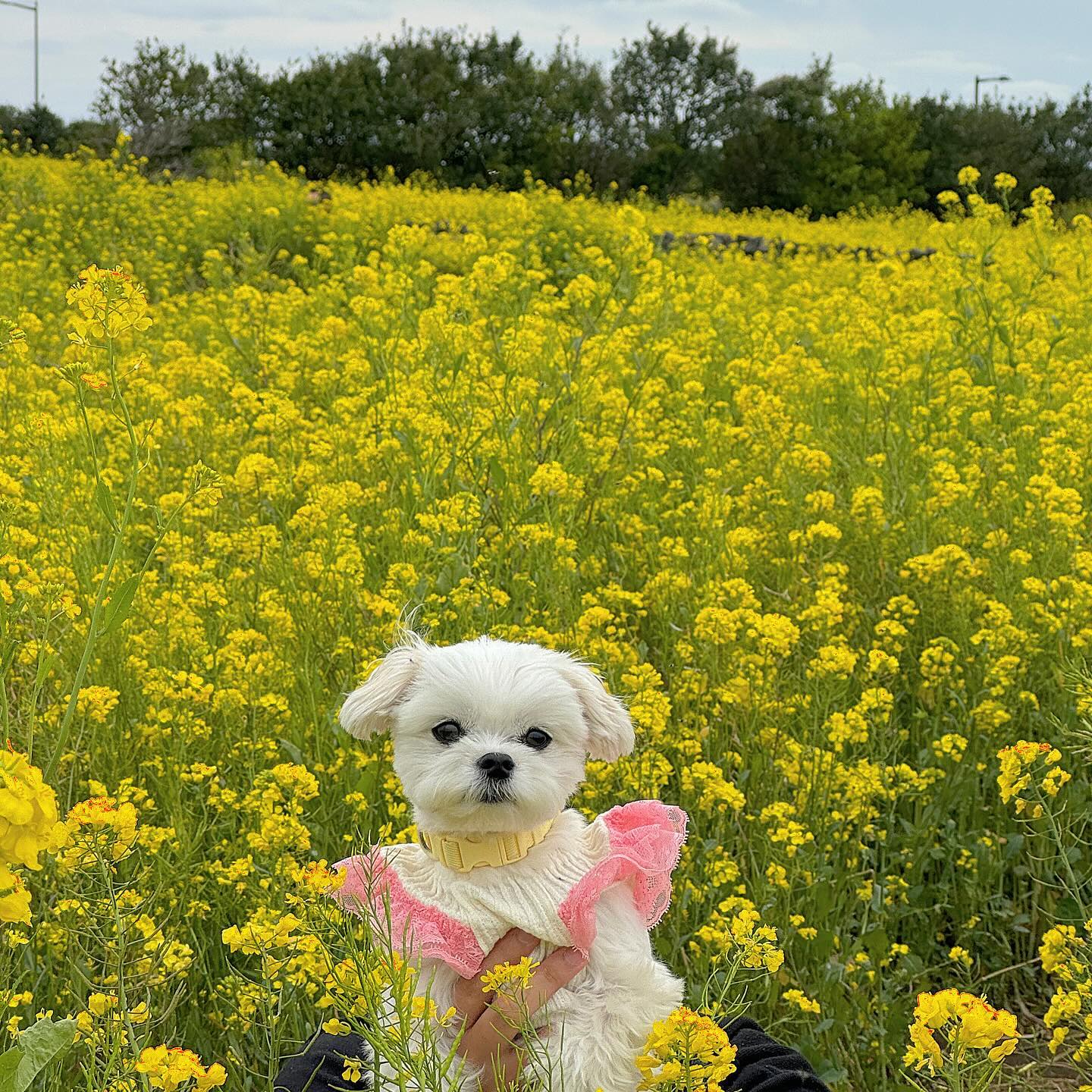 유채꽃이 도대체 몬데... 😮

아빠가 열심히 들어짜나.. 좀 웃어줘... 💛🌼💛