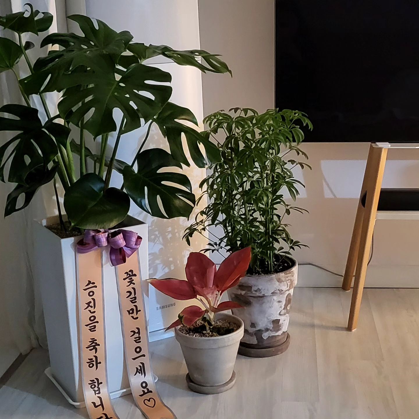 우리집 식물존에 새로 들어온 몬스테라💚
나도 깜빡한 남편 승진 선물을, 이렇게 크고 푸릇한 화분으로 받을줄이야,,,😍🥰 식물러버 남편에게 아주 완벽한 선물이었다🫶

#식집사 #식집사그램 #승진선물 #감사합니다🙏 #남편승진선물 #나는뭐해주지🤔