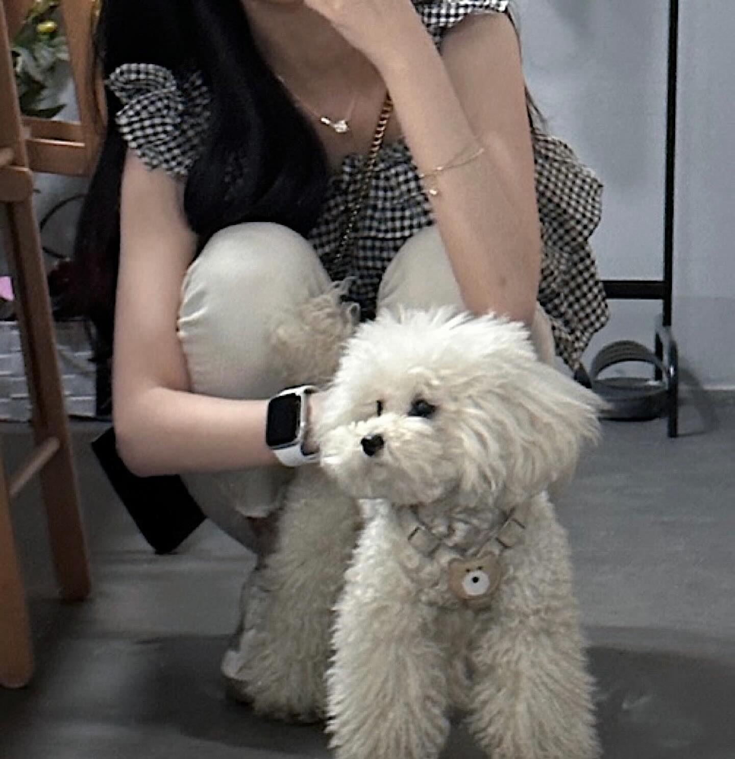 🐩🐾🤍