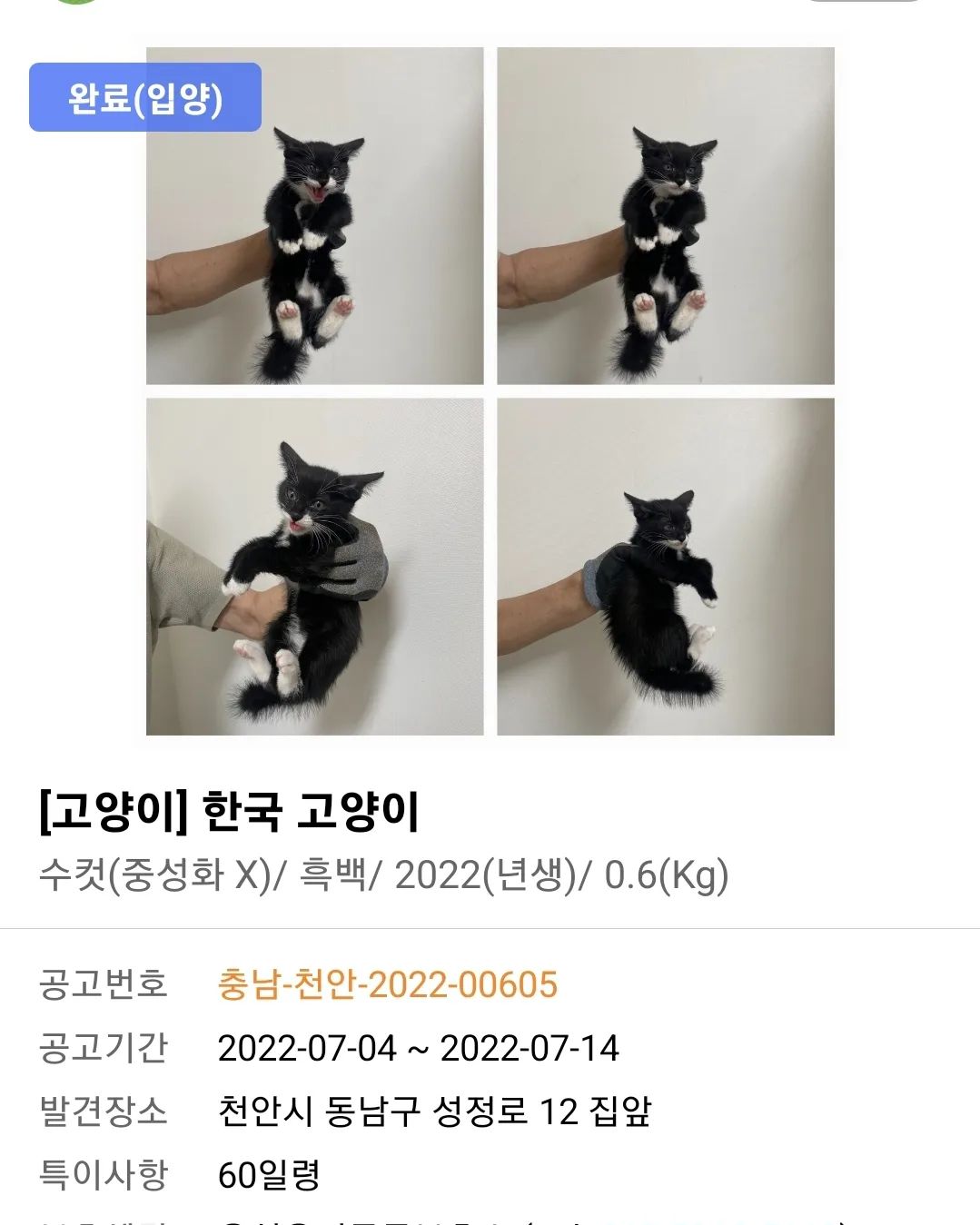 우리 츄츄..
작년에 내품으로 와 건강하게 지냈는데
엄마가 또 보호소에서 아픈아기 데리고왔다가 범백이 퍼져서 우리 츄츄..죄없이 하늘나라가게되었지. 

엄마가 너무 미안하고 미안해

지금까지 살아있었다면 넘 아름다운 턱시도냥으로 자랐겠구나..

엄마가 너무 미안해 ㅜㅜ

#포인핸즈보다가..#그리운츄츄 #미안해