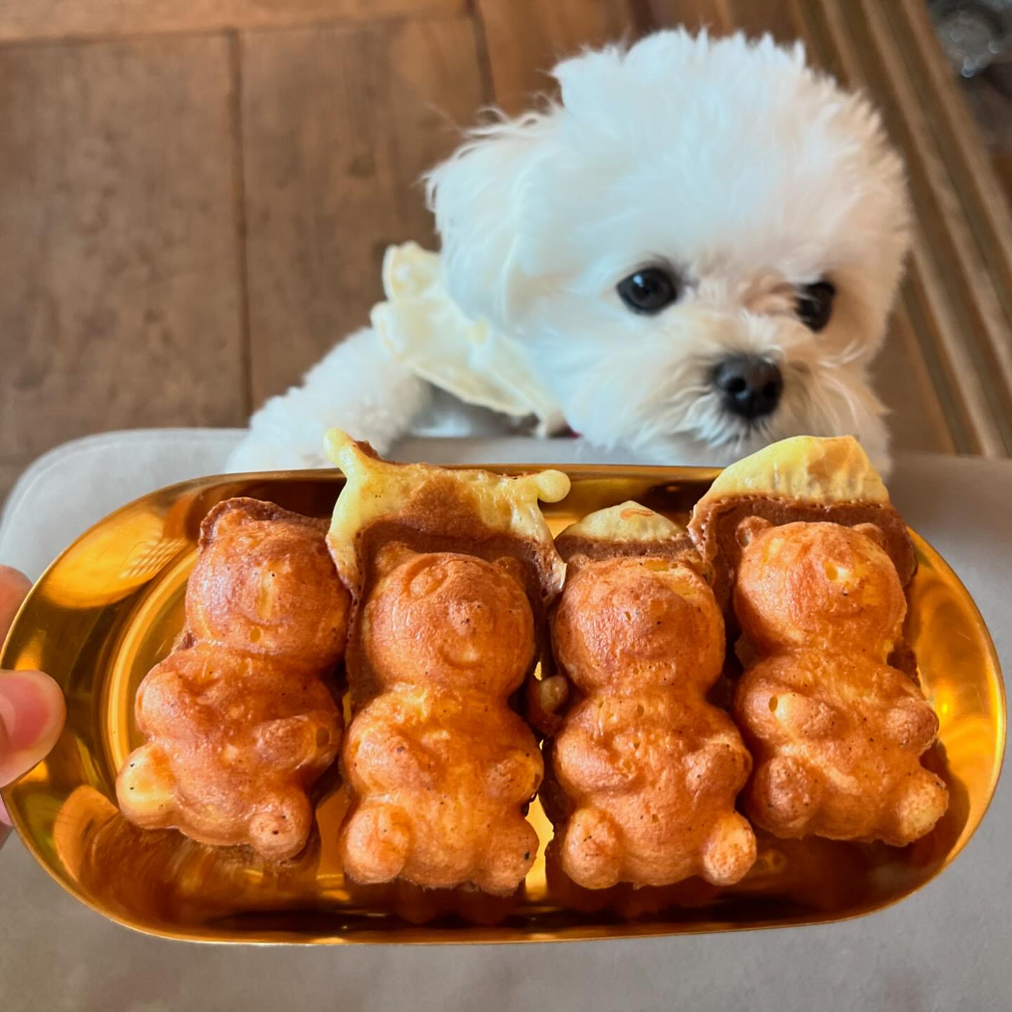 킁킁 만쥬 한입만〰️🥹🥐