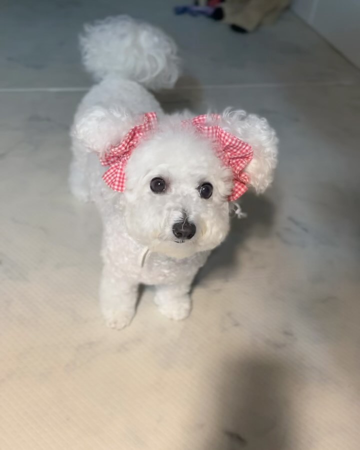 이어슈슈🎀토끼같군.