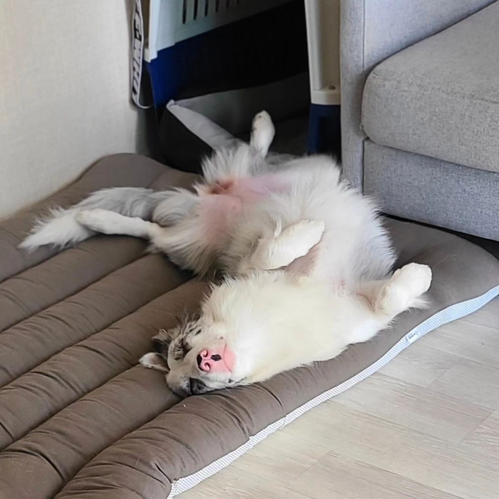 시집가긴 글렀어 예쁘게 못자는건 엄마닮았...
.
.
#러그는테일룸