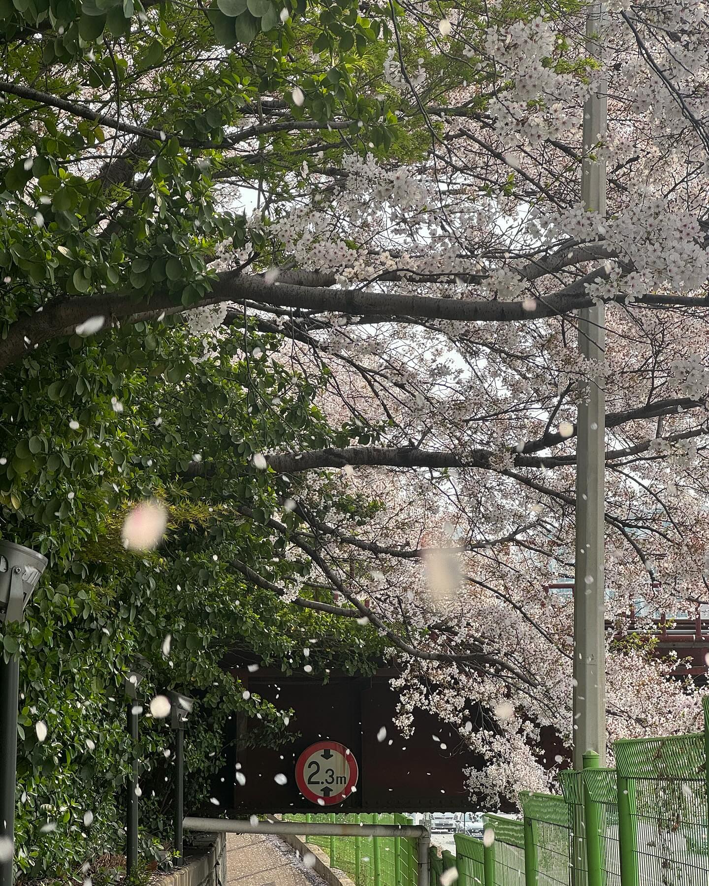 사연이 있어보이는 벚나무들..🌳😢