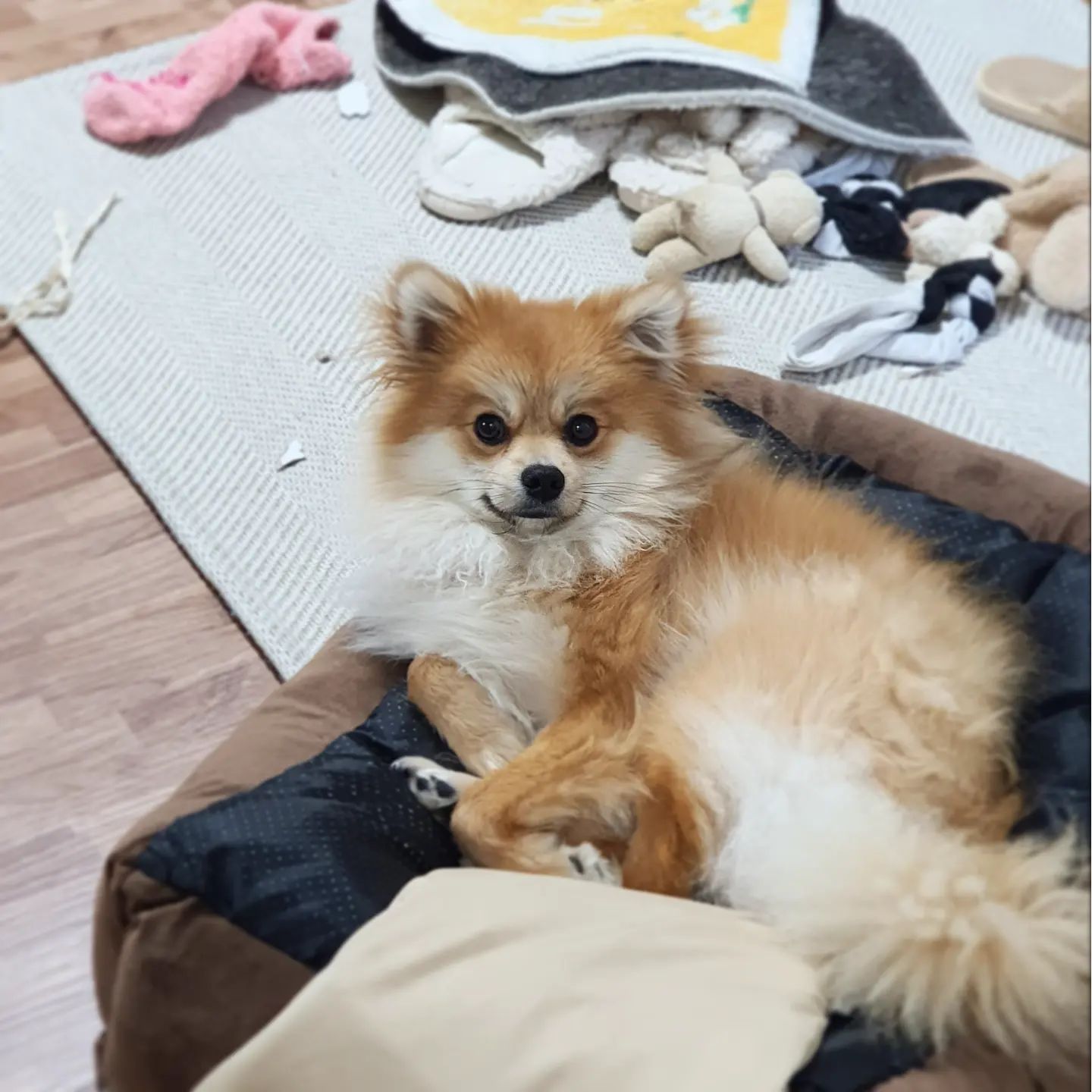 👅

저희만 이렇게 난장판인가요ㅠㅋㅋ
제가 잠시만 샤워하거나 자리 비우면
이렇게 마구잡이로 해놓고
아무렇지 않은 척 누워있어요ㅋㅋ
귀여워서 바줍니다만...🥲

#난장판 #마구잡이 #육견일기 #청소포기 #내가뭘 #어쨌다고 #뀨우 #귀여워서봐줌 #신혼일상 #신혼일기 #신혼쀼