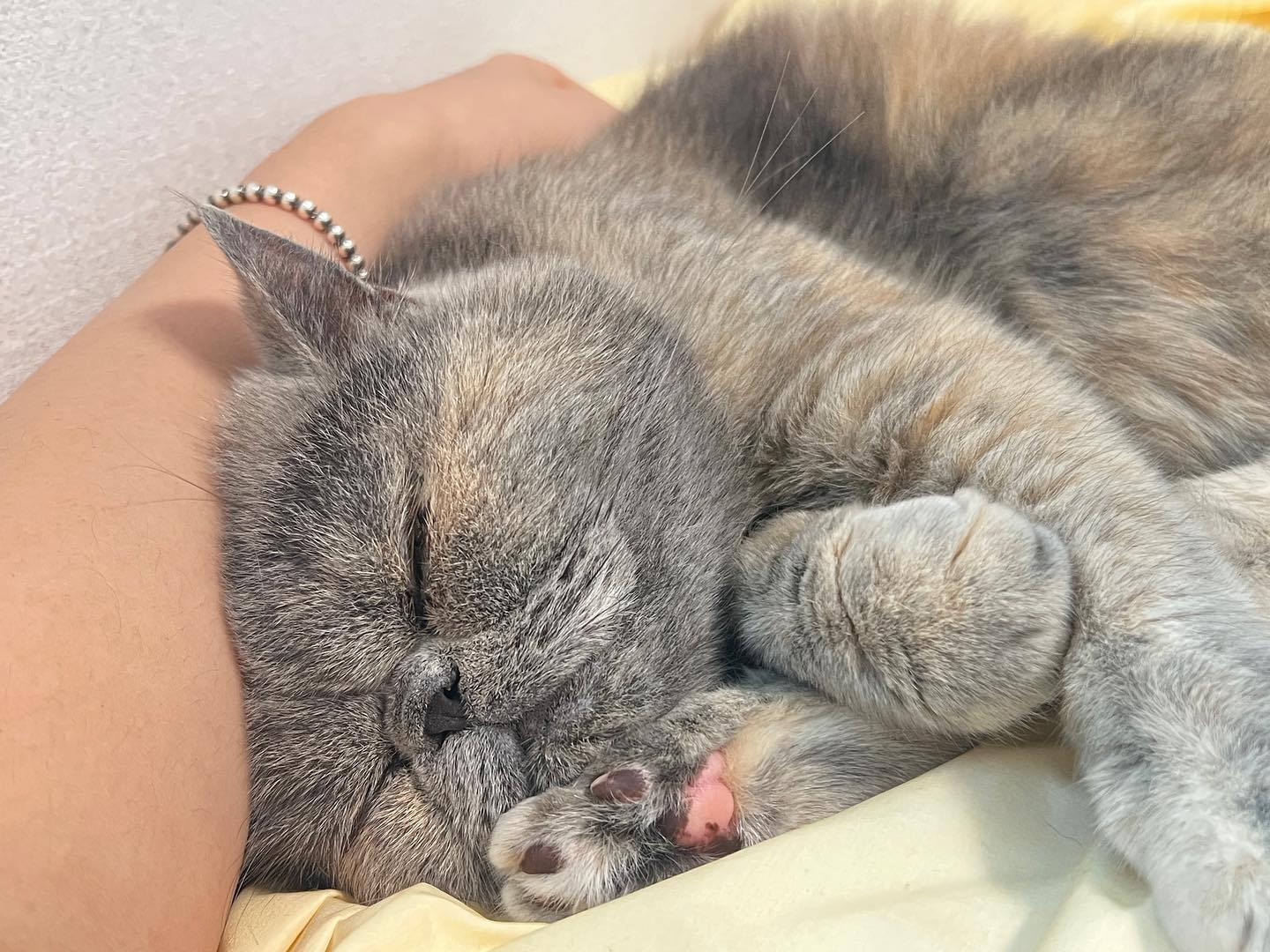 두리🙈🙊 
귀여워❤️

#두리 #귀여워 #고양이 #고양이스타그램 #반려견 #맞팔 #선팔 #좋아요
