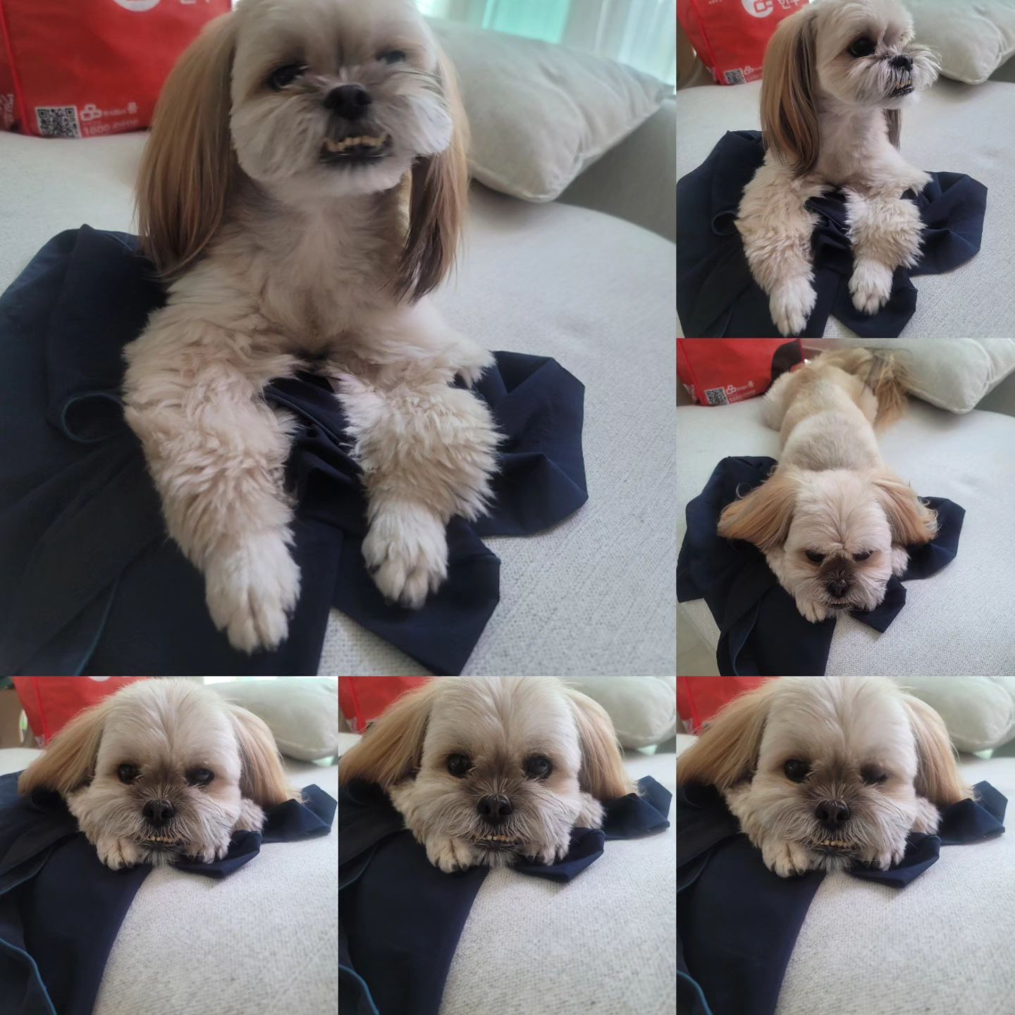 Love of my life 🤎 코발이 🤎

#라사압소 #코발이 #코발스키 #코발장군 #코발이그램