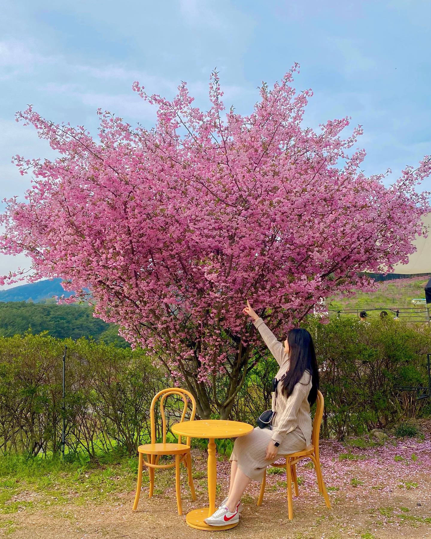 🌺🌳💜💐🪴