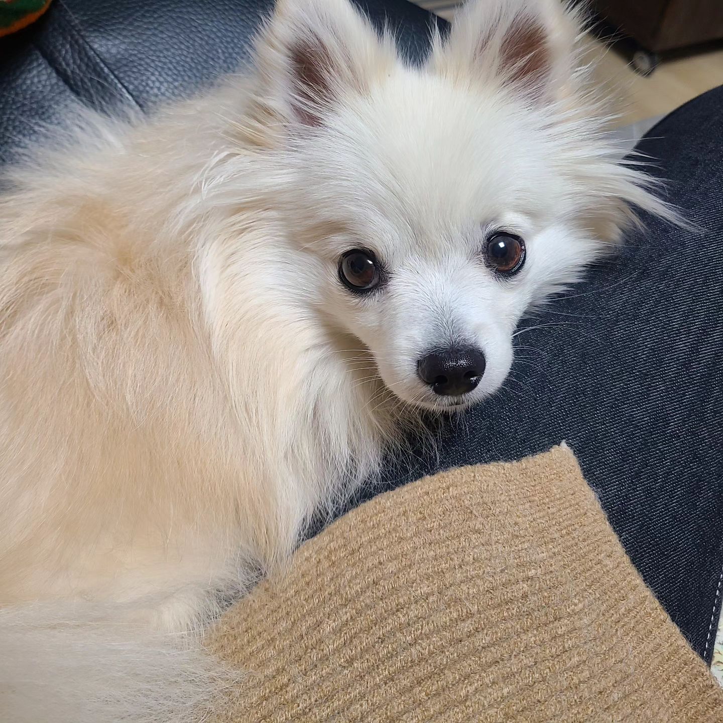 #🐶
찐빵이 근황 소식🫶
개딸은 너무나도 잘 지내고 있습니당
찐빵이 왜 잘 안보이냐구 무슨일 있냐구
DM주신분들 감사혀요🥲💗
우리 개딸래미는 매우 평온하십니다
밥도 아주 잘먹고 여전히 산책도 매일매일 많이 나가요
제가 일이 바쁘다고해서
빵이와 함께하는 산책시간이나 기타 시간들을
줄일 수는 없기에 핸드폰 붙잡고있는 시간을 줄였을 뿐
우리 애기는 너무나도 잘 지내여💗💗

애미가 너무너무너무 바빠서 그래요🥹
(오전6시 기상, 스케줄 스타트해서
끝내고 집오면 밤12시가 넘는 일상을 살고있어여😬)
스토리로라도 근황 전하고 있답니다🖐
요즘 빵애미가 일복이 터진듯합니다.
좀 잠잠해지면 다시 바쁘게 인스타 시동걸게요💨

그래도 매일 들어와서 빵이 친구들도 보고
댓글도 달고 합니당🫠💗
(정신없고 시간없으면 좋아요만 누르고 튀기도...)

-
#현생이바빠서 #현생이덕질을방해해 #놀러갈게요