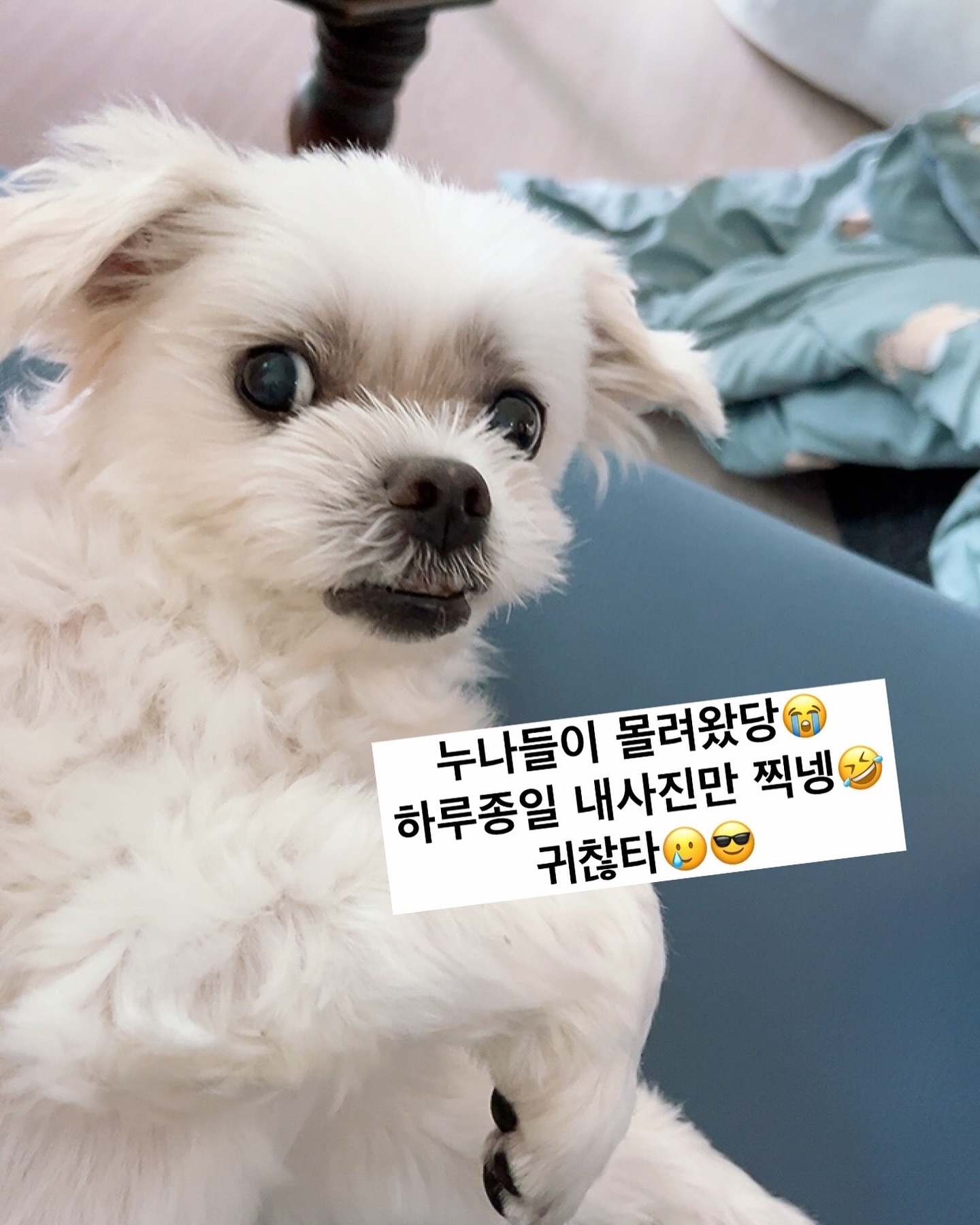 #개은우 #차은우 #얼굴천재

[뒤늦은 업뎃]
누나들이 몰려왔던 날❤️
서울로 시집간 누나들이 왔당 와쏭😍😍
콩이 보러 왔다는뎅 정말 나 보러 온건지🤣
하루종일 내 사진만 찍넹 ✌️✌️✌️

근데, 누나들 집에 또 언제 올 건뎅😘😘

#누나사랑 #누나가지마 
#누나만이내사랑 

.
.
#오콩 #콩이 #대전토박이 #대전토박이랍니다🙋🏻‍♂️ #대전의아들 #대전의개아들 #차은우닮은강아지 #차은우닮은꼴
#말티즈 #강아지 #maltese #dog #멍멍이 #댕댕이 #반려견 #견주소통 #멍팔 #멍팔환영 #멍팔맞팔 #댕팔환영 #댕팔맞팔 #강아지친구 #강아지친구환영 #강아지친구들맞팔해요❤