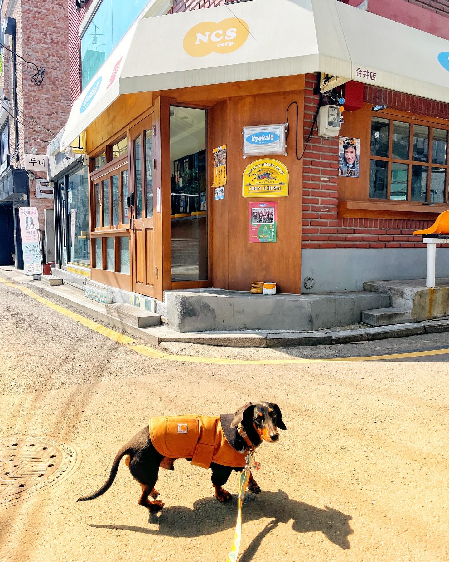 촬영차 합정 나들이 🌿
날도 너무 따뜻해져서 
옛날에 여행지에서 만난 친구들과 보던 공간들이 새록새록 
자몽이는 예쁨받고 한껏 신이났어 😆😆

#강아지촬영 #닥스훈트모델 #합정 #오버더피치