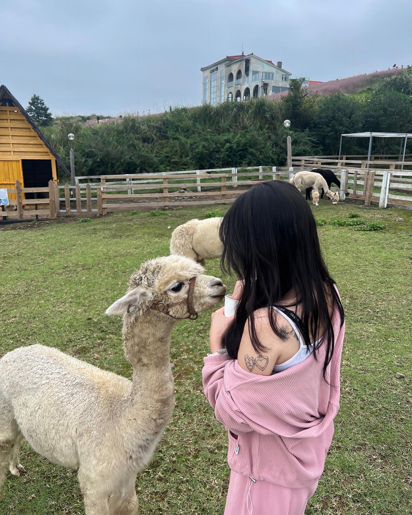 🐑