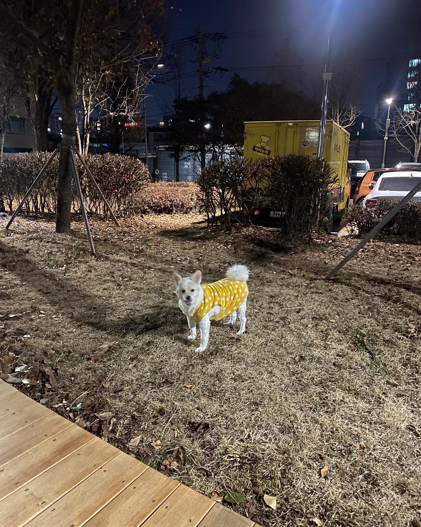 🐶
묭시키고 샤워시키고 엄빠랑 산책나가기 😅
귀여워🩷❤️🧡💛💚🩵💙💜🖤🩶🤍🤎💕