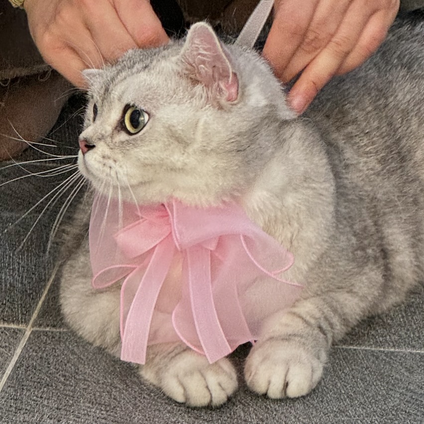 남자는 핑크지 ~! 
따수하고 카리스마 있으신 사장님덕에 첫묭 성공적 ,, 💕
리본도 너무 귀여워요 🎀 호랭이 앞으로 또 들릴게용 ! 
감사합니담 ⭐️