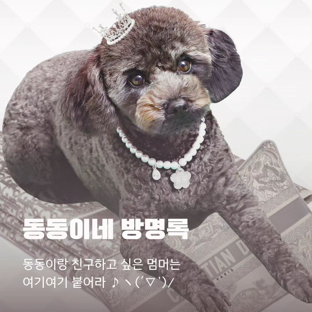 ✨️2024년 동동이 친구 공개 채용 공고✨️

나 이동동은,
찐소통을 하며 친하게 지낼 친구와 여친을 찾고 있습니다.

1. 채용분야 및 채용마리수
- 친구 / 000마리
- 여친 / 0마리

2. 자격요건
- 공통요건 : 행복한 댕댕이🐾
- 여친요건 : 암컷만 지원 가능(중성화여부 무관)
- 우대조건 : 매일 산책하는 댕댕이, 엄마 말 안 듣는 댕댕이, 장꾸 댕댕이

3. 처우
[친구]
- 100% 무지개 오로라 반사 답방 실시
- 고민 있는 경우 DM으로 상담(상시, 도움은 안 될 수 있음 주의)
- 동동이가 리뷰하는 먹을거리(간식, 사료 등) 한입 나눔 가능(1회한)
 (기호성 테스트하고 싶은 제품 댓글 달면 무료로 택배 보내줌)
[여친]
- 인스타 매일 염탐하며 작업치는 수컷 있는지 관리
- 동동이 간식 무제한 나눔
- 분기별로 동동이 엄마의 선물 무료 제공(커플 아이템 등)

4. 채용기간
- 상시채용으로 목표 도달시 자동 종료

5. 지원방법
[친구]
- 1단계 : 해당 방명록에 간단한 인사와 자격요건 충족 여부 기재
- 2단계 : 팔로잉 누르고 기다리기
- 3단계 : 자격요건 충족 여부 확인 후 맞팔 진행(최대 24시간 소요)
[여친]
- 1단계 : 개이트 2회 실시하여 서로의 연애관 확인
- 2단계 : 보호자 상견례 실시하여 가정환경 파악, 혼수 등 논의
- 3단계 : 3개월간 여친으로 인턴 채용,
근무성적이 우수하고 상호 의사가 합치하는 경우 와이프로 승진 가능

✨️댕댕이 친구들 많관부✨️