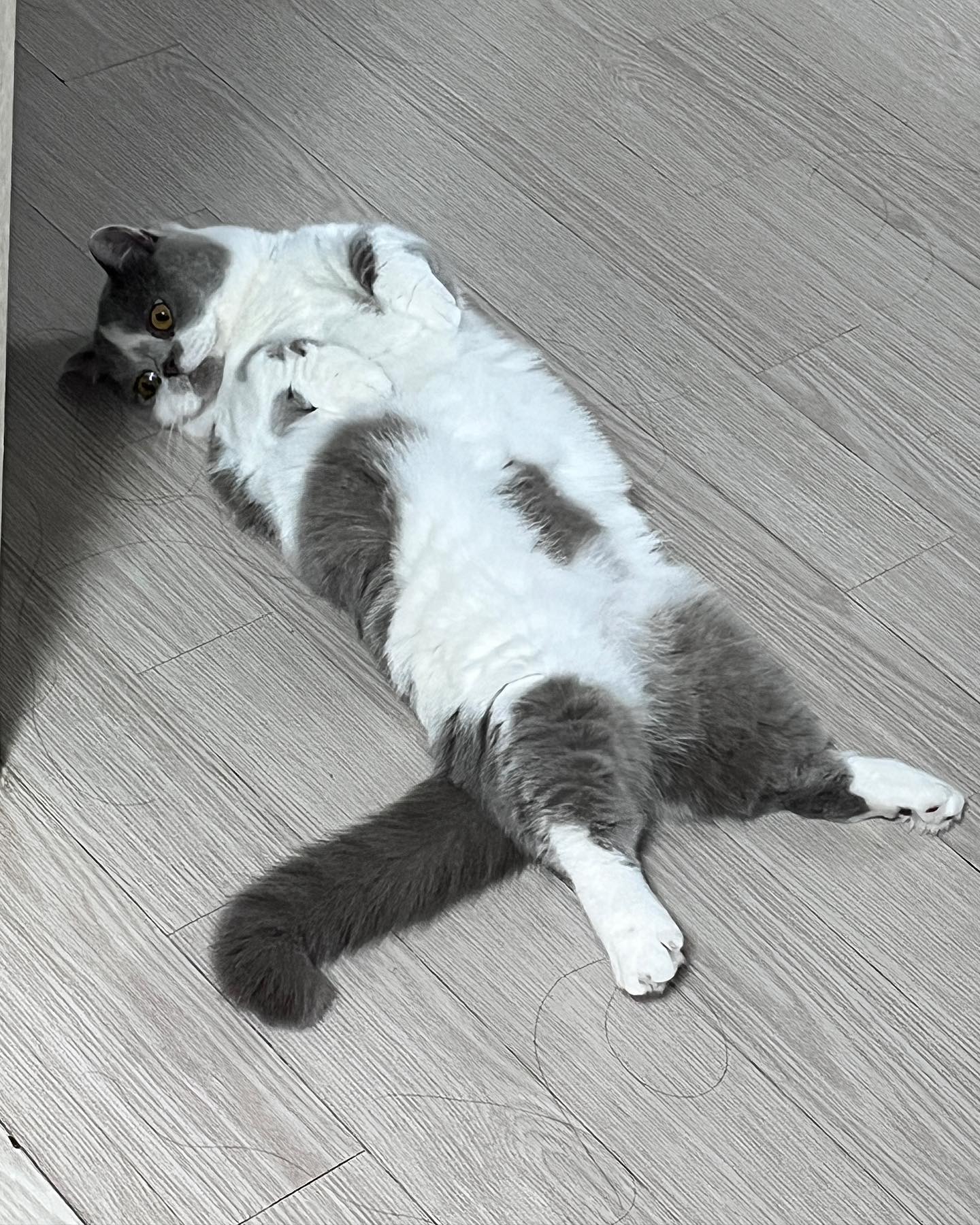 늘어진 만득이

#만득 #주말 #최고
