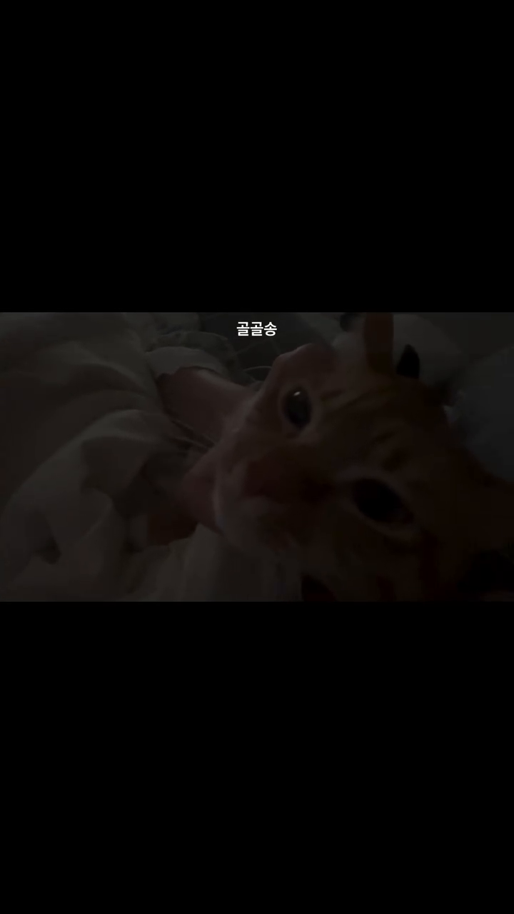 송이 골골송