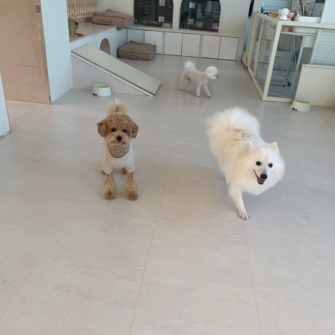 #폴앤도기 #강아지유치원🐶 #청주 #진짜진짜진짜 #나만알고싶은곳 

집에만 있어서 스트레스 받는것같길래 오랜만이 찾은 폴앤도기!!!

컨디션짱이라니 이엄마가 다좋다🥰🥰