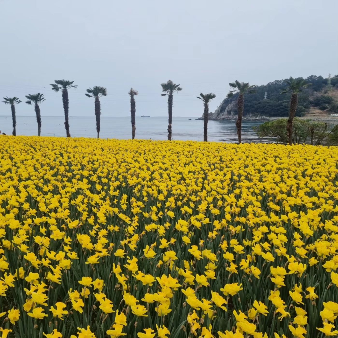 거제 공곶이 수선화 꽃밭
올해는 꽃과 인연이 많은듯
급벙개로 거제행을 하게되고
좋은기운 한껏 받고 왔다
인생은 참 멋지다
거제바다도 멋졌다

#거제바다
#공곶이수선화