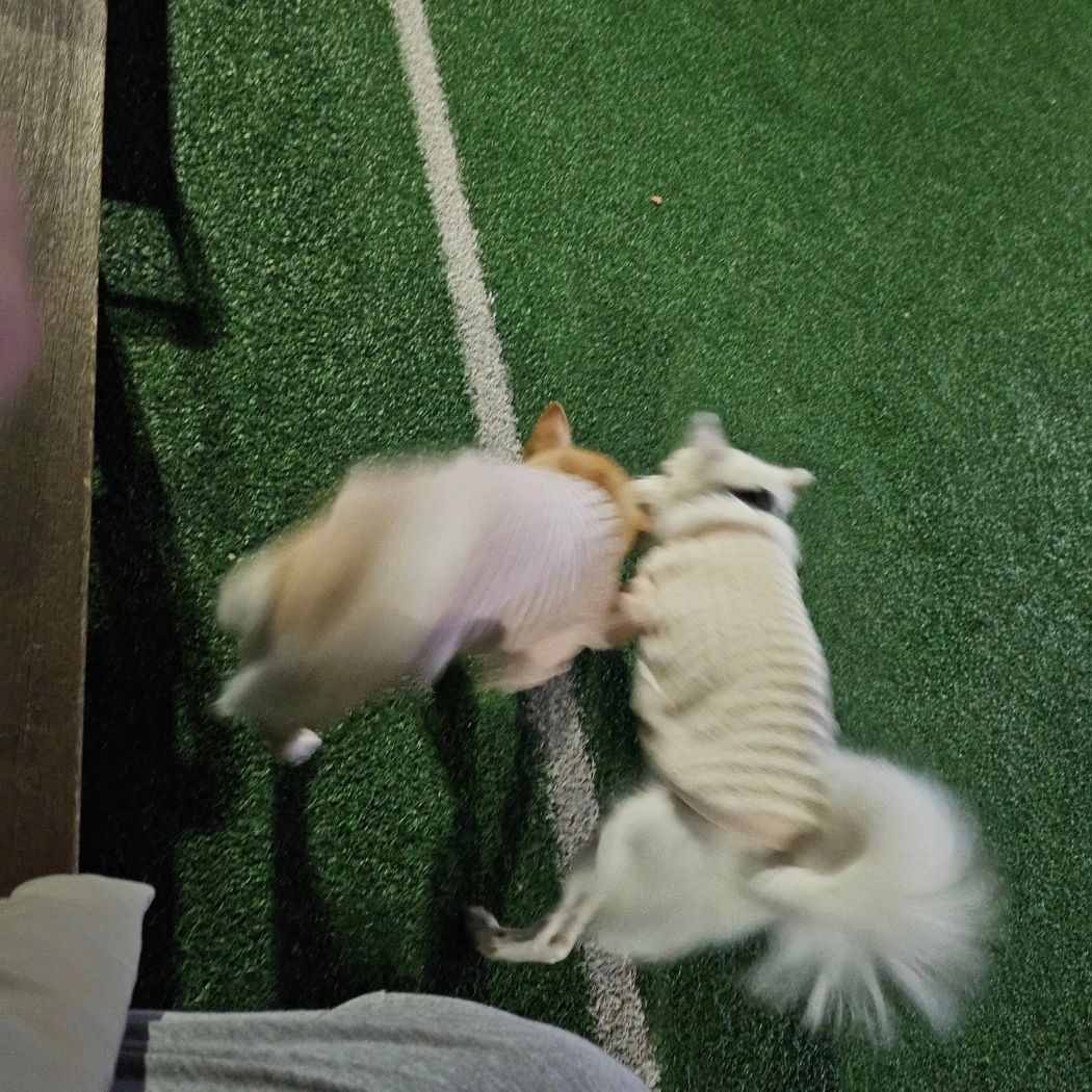뽀미 유체이탈중😆
#산책시간🐾 #개린이일상🐕 

순딩이 달봉이도 보고 오랫만에 잔디서 신나게 
놀았다!

#산책친구구함 #대구 #개린이하루🐶🧡 
#강아지자매🐶🐶 #뽀미솜이🐶🐶