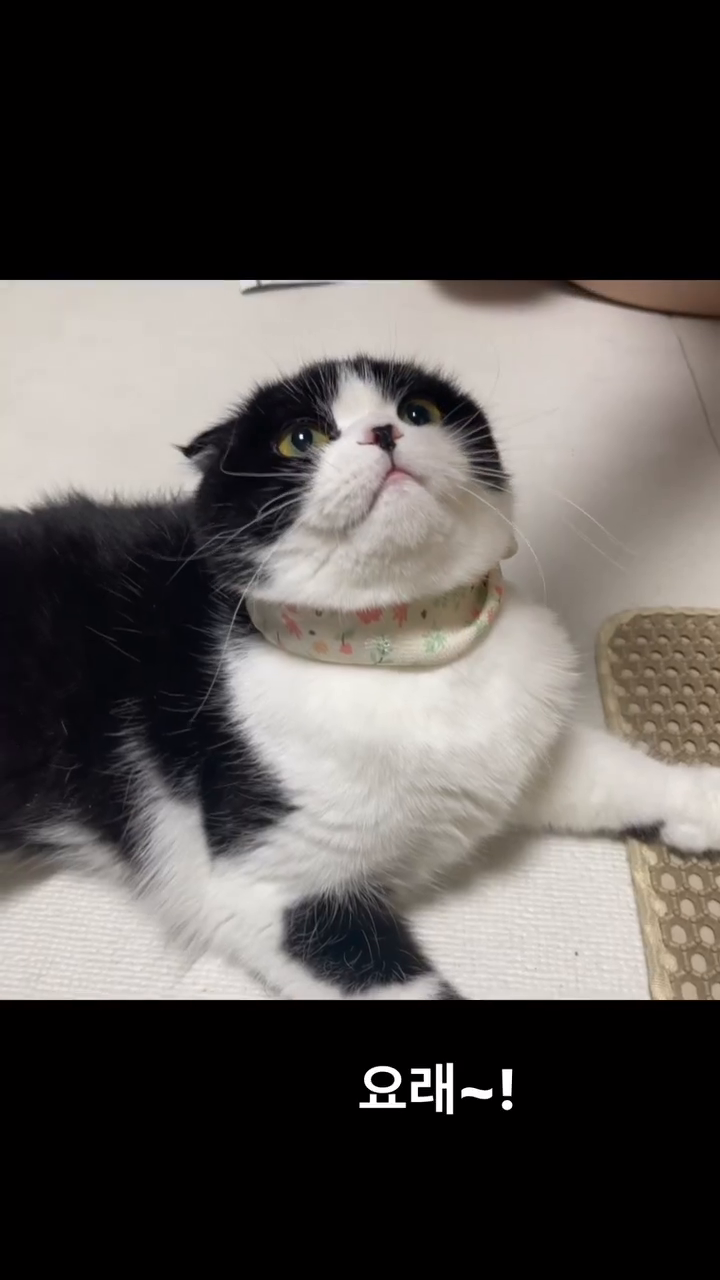 이랬눈뎅 요래되쑴당~~
#고양이 #집사 #스코티쉬폴드 #이랬는데요래됐슴당 #릴스 #집사스타그램 #🐱