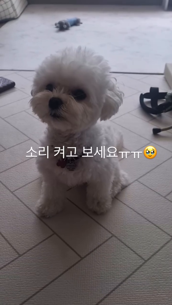 ㅠㅠ귀여워서 헛웃음 나옴 주의🙉 #무한반복중