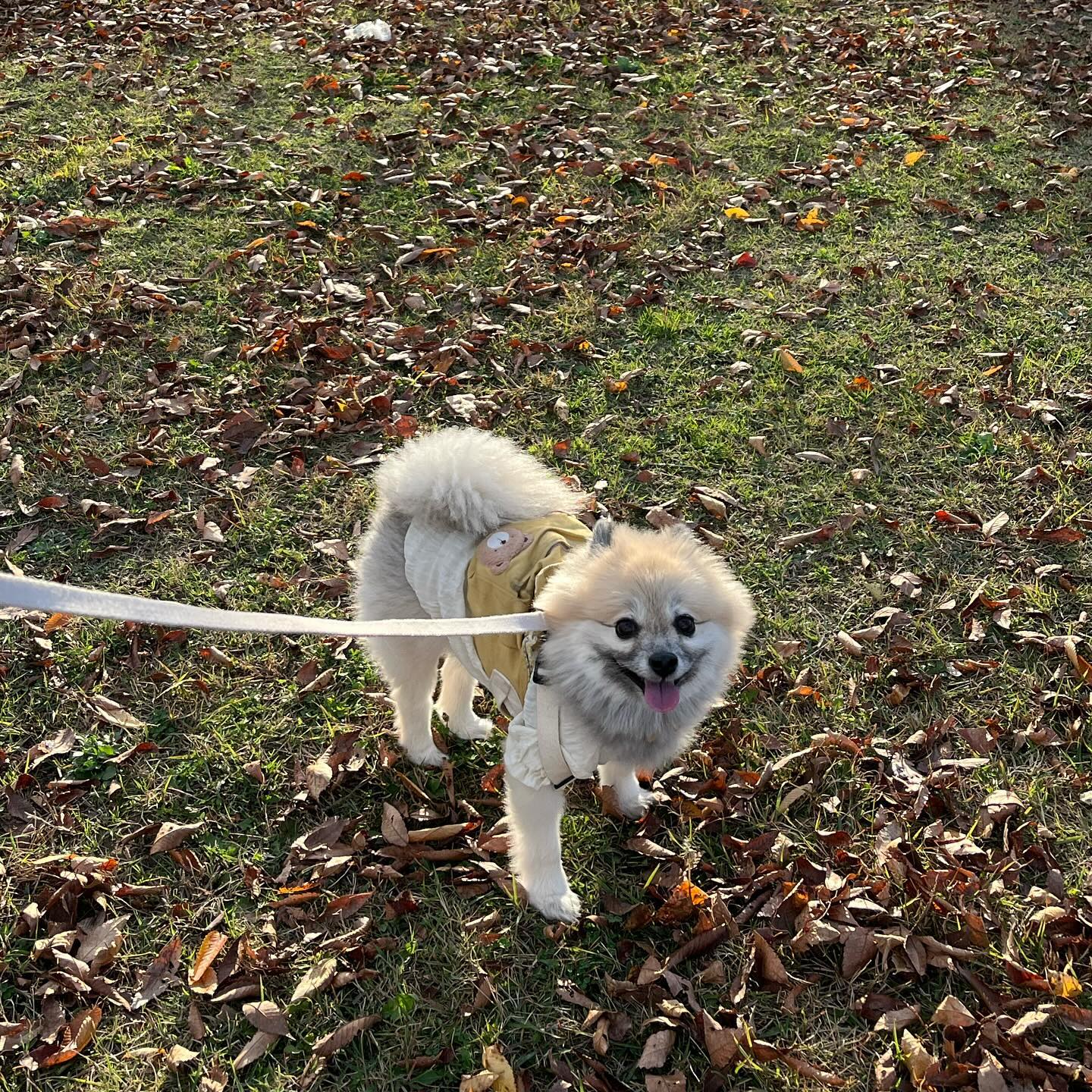 가을 멍청이 입니다욧