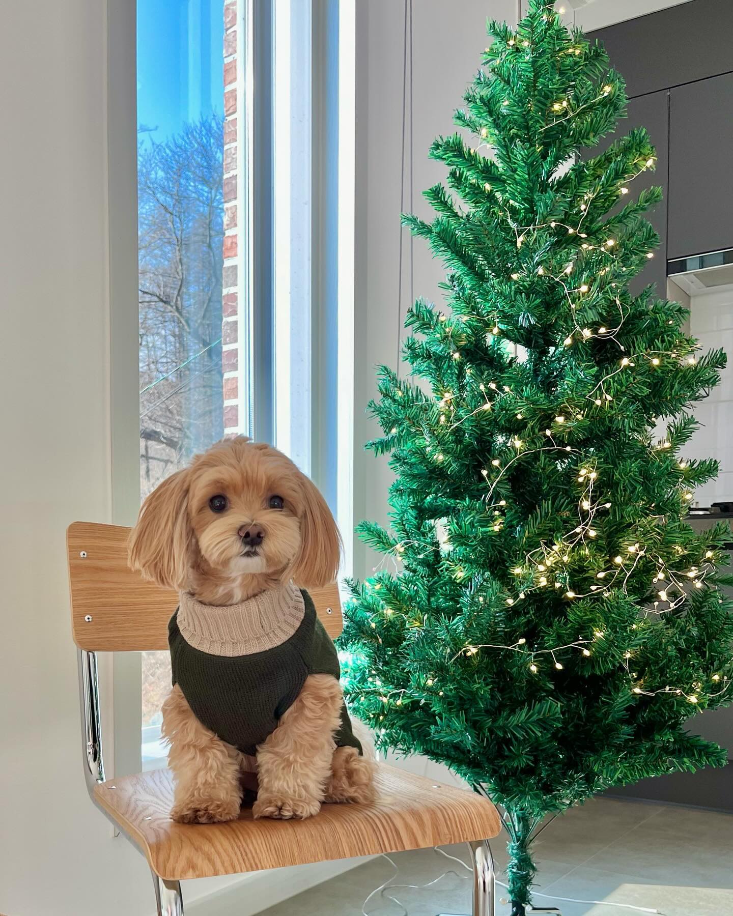 Merry Christmas🎄

놀러와서 예쁜트리랑 사진두 찍구,
엄먀가 컵케이크도 만들어줘서 맛나게 먹어땨 ! 
넘 행복한 클쮸🫶🏻

눈도 예쁘게 와서 화이트 크리스마스쟈나➰🙈
칭구들 모두 행복한 크리스마스 보내쟈 🔔🤍
.
.
.
.
.
#나는짜짜 #말티푸 #maltipoo #견주소통 #반려인소통 #강아지 #댕댕이 #반려견 #반려견일상 #강아지일상 #오늘의강아지 #멍스타그램 #댕스타그램 #daily #dailydog #dog #dogstagram #puppy #반려견스타그램 #반려견그램 #멍팔환영 #멍팔맞팔 #멍팔 #좋아요 #크리스마스강아지 #크리스마스 #christmas #merrychristmas Christmas